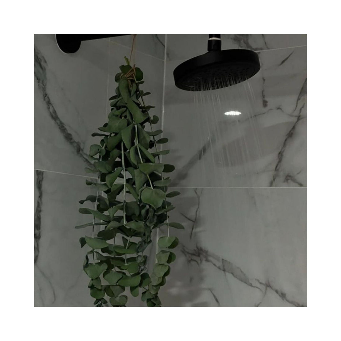 From Spa to Shower: Why Eucalyptus is the Refreshing Essential You Need at Home