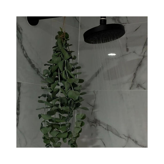 From Spa to Shower: Why Eucalyptus is the Refreshing Essential You Need at Home