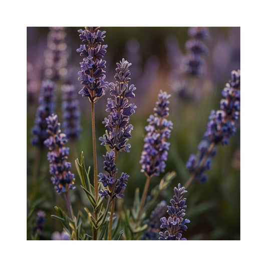 The Botanical Truth: Why Real Lavender Matters More Than Synthetic Fragrance