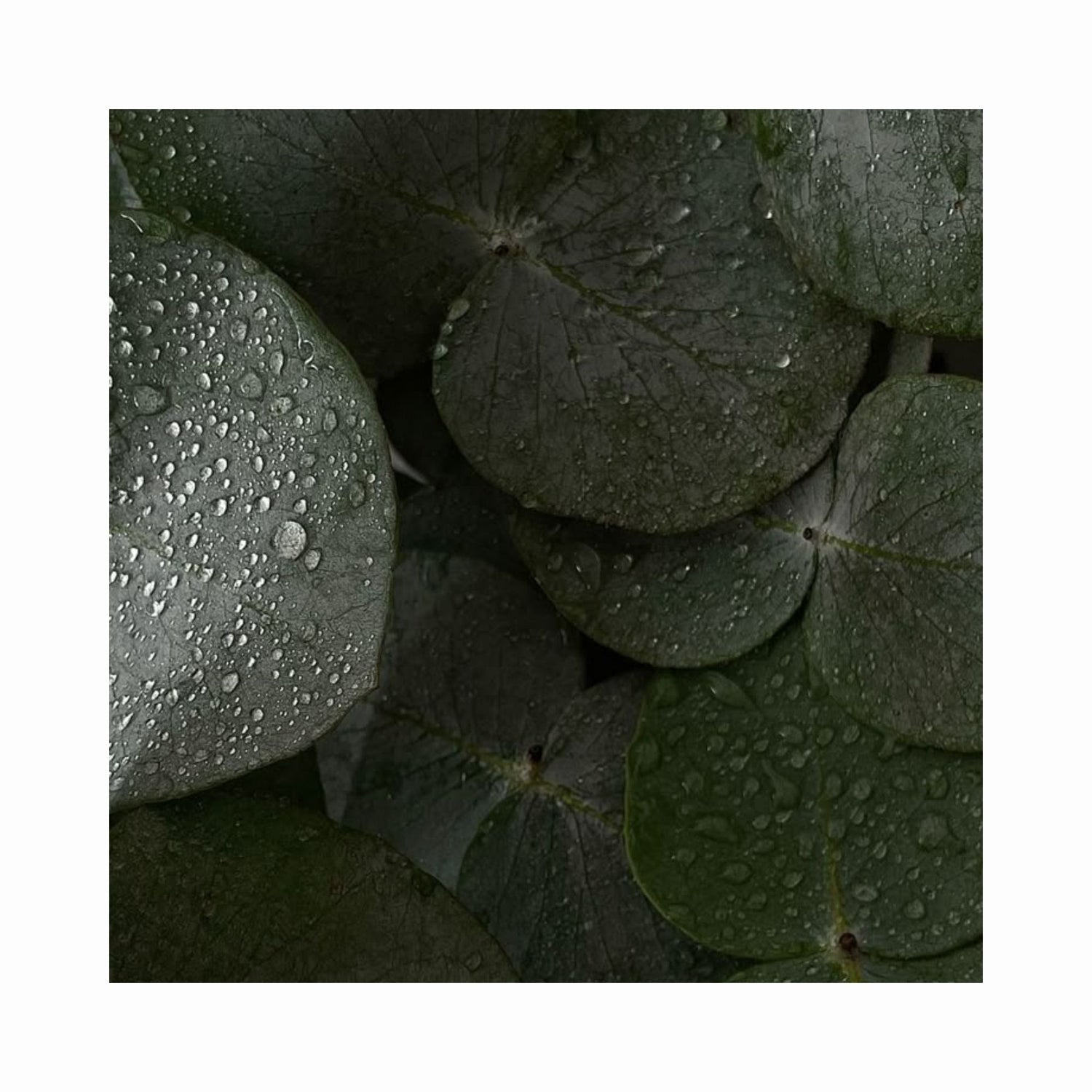Eucalyptus shower steamers for stress relief and clear breathing in a refreshing shower