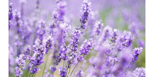 Shower Steamers for Sleep: How Aromatherapy Can Help You Unwind at Night