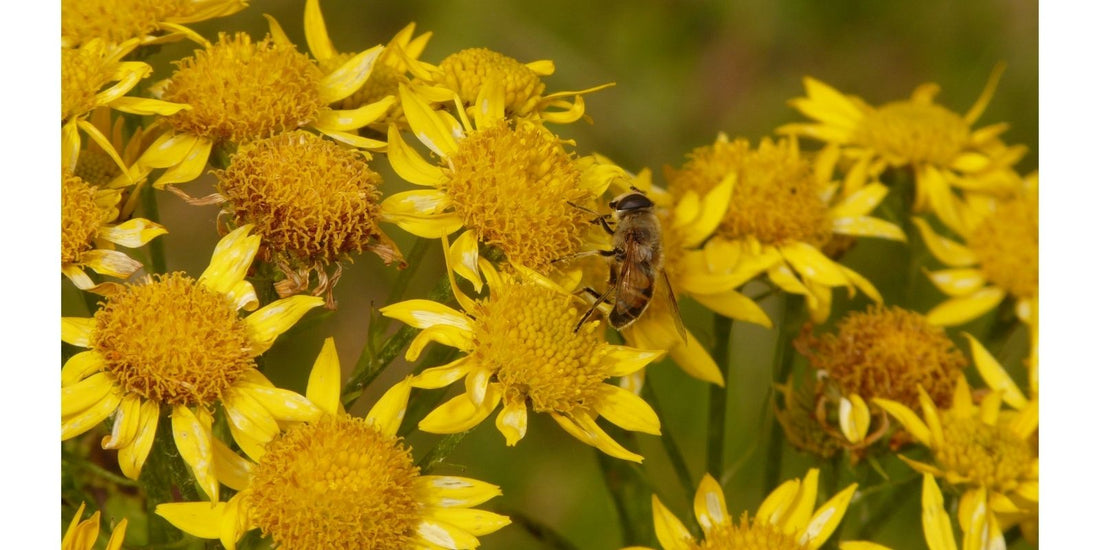 Arnica for the Body: What This Flower Does for Pain, Bruising, and Inflammation