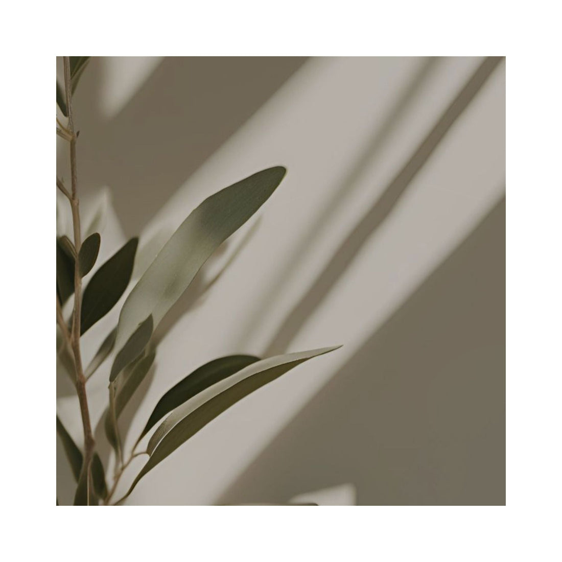 Eucalyptus Shower Steamers: Breathe Deeper, Refresh, Release Tension