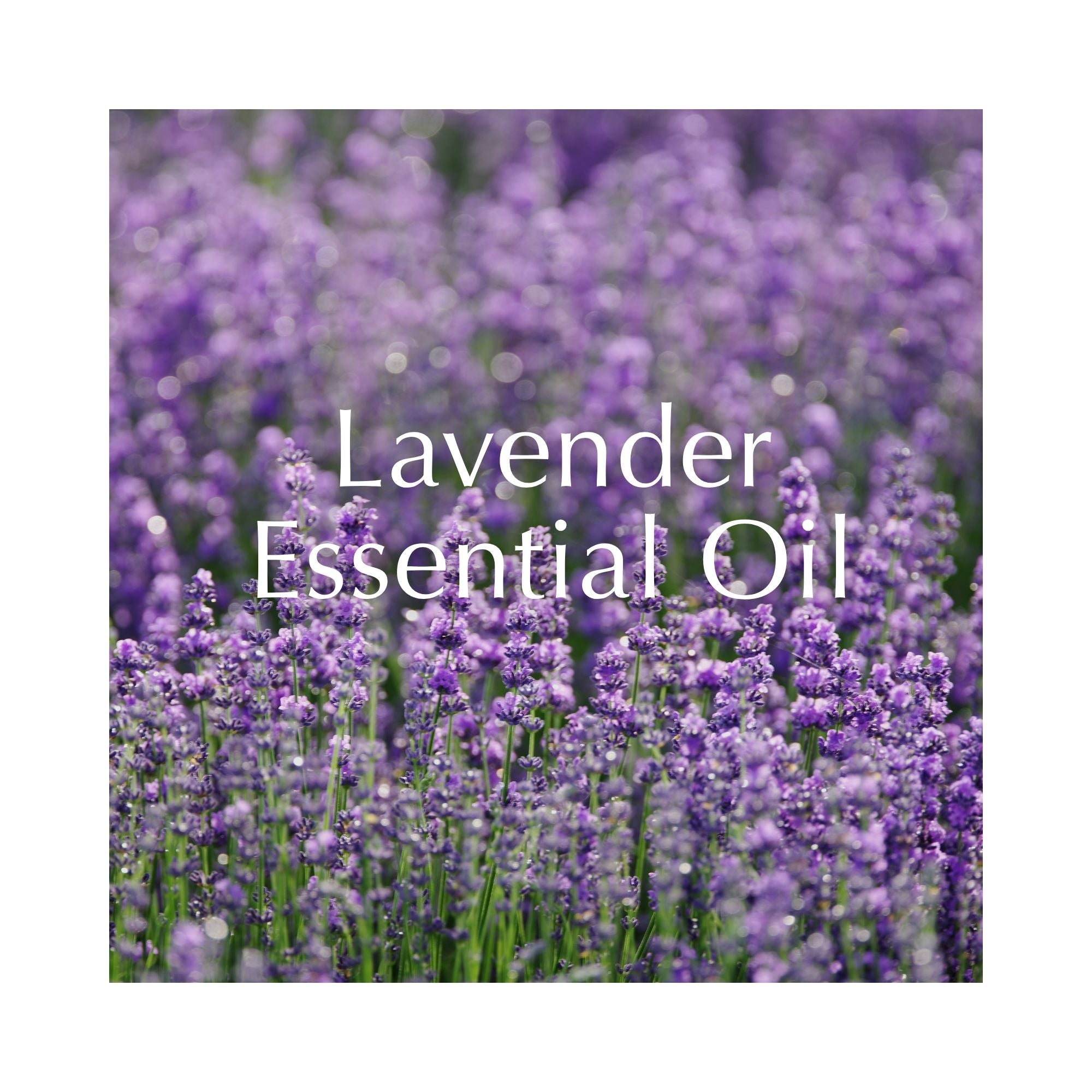 Field of blooming lavender flowers representing pure lavender essential oil, a key ingredient in Keem Keem Lavender Shower Steamers.