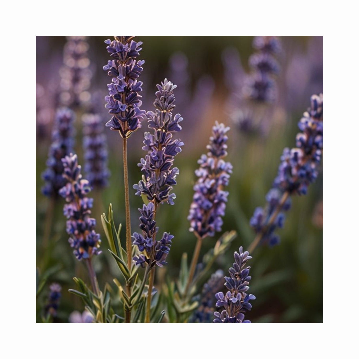 Lavender shower steamers for relaxation, stress ease, and better sleep support
